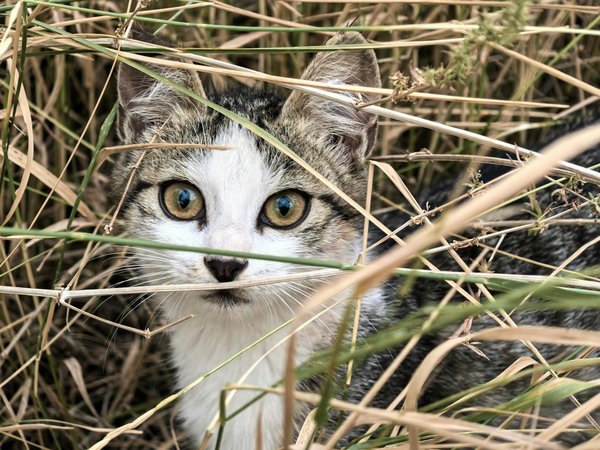 L'étonnante intelligence des rapaces