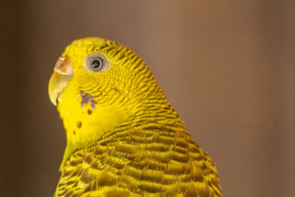 Aboiement de chien dangereux : comprendre pour mieux réagir