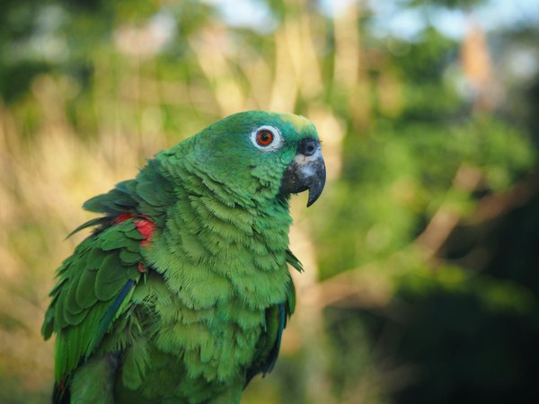 Quels sont les avantages des jeux interactifs pour les animaux de compagnie et comment les choisir ?