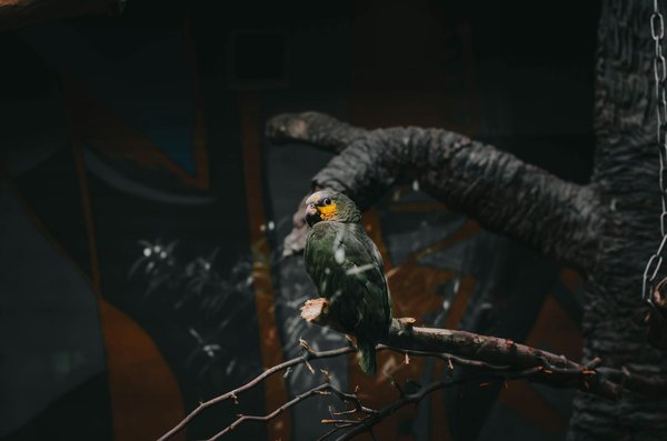 Quelles sont les meilleures méthodes pour entraîner un chien à faire ses besoins à l'extérieur ?