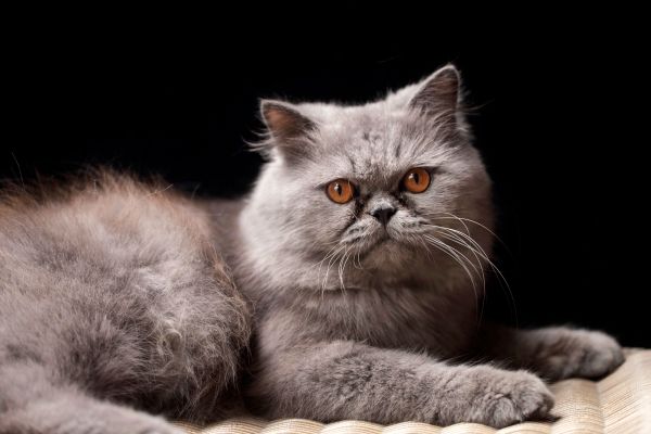 Comment éduquer un chat persan : techniques efficaces