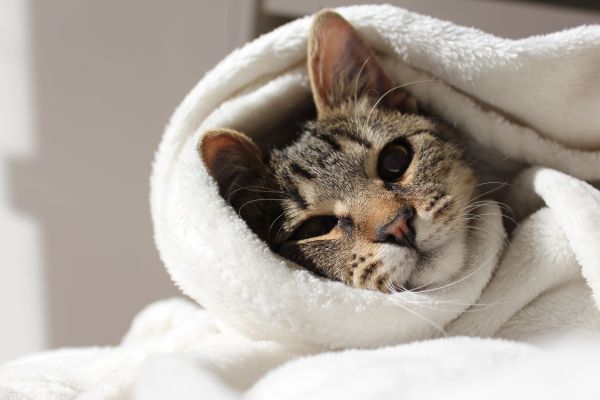 Les 7 signes que votre chat peut être malade