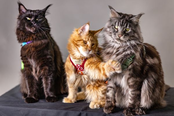 Les différentes couleurs et motifs de la fourrure du Maine Coon