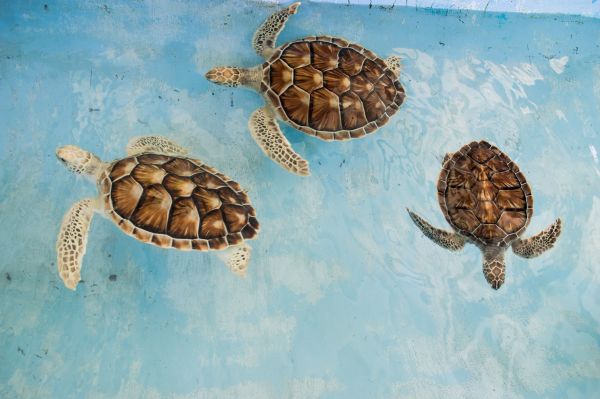 Les différents types de tortues marines : Un guide complet