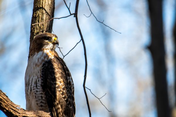 L'étonnante intelligence des rapaces