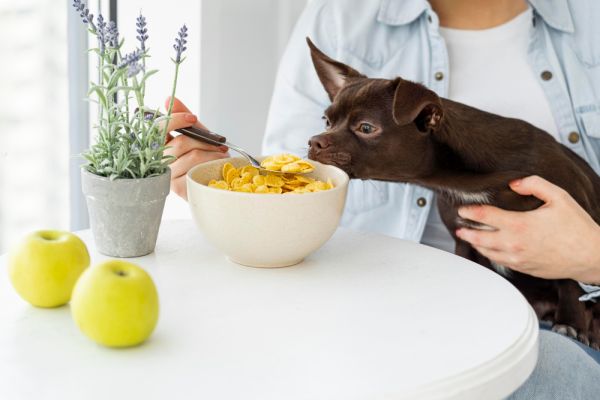Nourrir son chien végétarien ou vegan : risques et alternatives