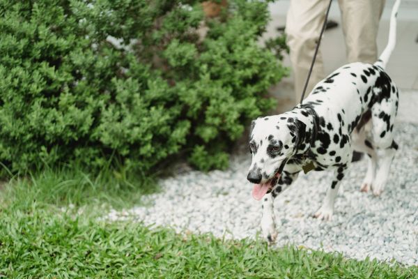 Quelles sont les meilleures méthodes pour entraîner un chien à faire ses besoins à l'extérieur ?