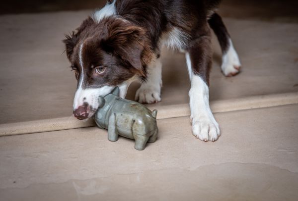 Quels sont les avantages des jeux interactifs pour les animaux de compagnie et comment les choisir ?