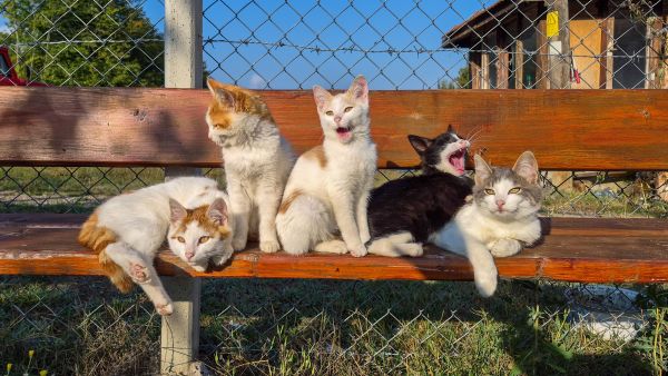 Quels sont les risques liés à la surpopulation animale et comment y remédier ?