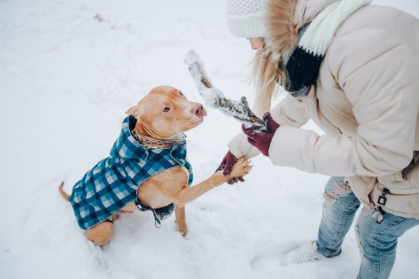 Soldes d'hiver : offrez le meilleur à votre chien !