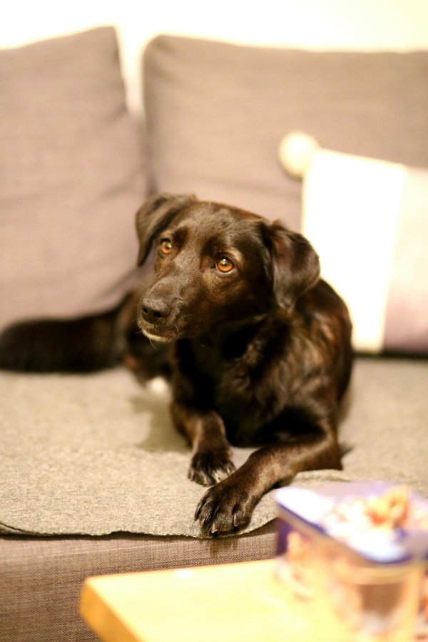 Les pâtées pour chiots : nourrissez-le avec qualité !